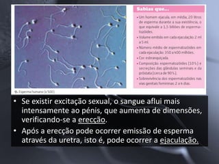 • Se existir excitação sexual, o sangue aflui mais
  intensamente ao pénis, que aumenta de dimensões,
  verificando-se a erecção.
• Após a erecção pode ocorrer emissão de esperma
  através da uretra, isto é, pode ocorrer a ejaculação.
 