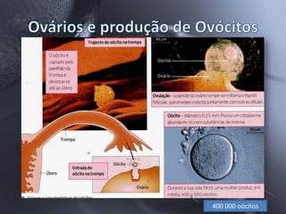 400 000 oócitos
 