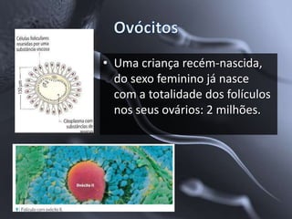 • Uma criança recém-nascida,
  do sexo feminino já nasce
  com a totalidade dos folículos
  nos seus ovários: 2 milhões.
 