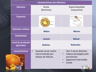 Características dos Gâmetas
    Gâmetas                     Óvulo                     Espermatozóide
                             (feminino)                     (masculino)

    Esquema




Tamanho relativo
                               Maior                           Menor
   Mobilidade
                               Imóvel                         Móvel
Local de produção
    (gónadas)                 Ovários                       Testículos

 Características    •   Quando sai do ovário            Tem 3 zonas distintas:
                        está envolvido por        •     Cabeça (protegida pelo
                        células do folículo.            acrossoma)
                                                  •     Segmento intermédio
                                                  •     Cauda
 