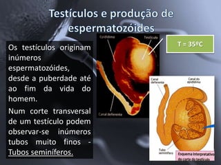 Os testículos originam   T = 35ºC
inúmeros
espermatozóides,
desde a puberdade até
ao fim da vida do
homem.
Num corte transversal
de um testículo podem
observar-se inúmeros
tubos muito finos -
Tubos seminíferos.
 