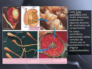 Cada Tubo
seminífero está
muito enovelado,
podendo ter
algumas dezenas
de centímetros de
comprimento.
Os tubos
seminíferos
apresentam várias
camadas de
células que se
multiplicam e vão
originar
espermatozóides.
 