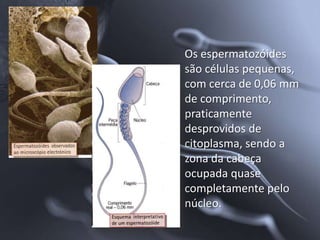 Os espermatozóides
são células pequenas,
com cerca de 0,06 mm
de comprimento,
praticamente
desprovidos de
citoplasma, sendo a
zona da cabeça
ocupada quase
completamente pelo
núcleo.
 