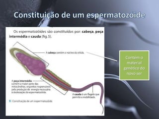 Contém o
  material
genético do
 novo ser
 