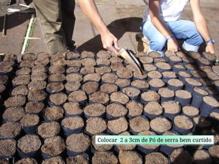 Colocar 2 a 3cm de Pó de serra bem curtido
 