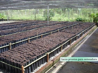 Sacos prontos para semeadura
 