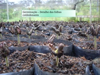 Germinação – Detalhe das folhas
cotiledonares
 