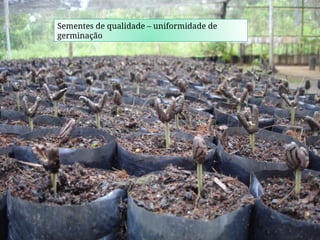 Sementes de qualidade – uniformidade de
germinação
 