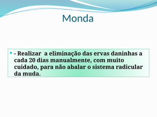 Monda
 - Realizar a eliminação das ervas daninhas a
cada 20 dias manualmente, com muito
cuidado, para não abalar o sistema radicular
da muda.
 