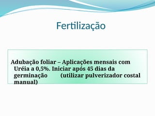 Fertilização
Adubação foliar – Aplicações mensais com
Uréia a 0,5%. Iniciar após 45 dias da
germinação (utilizar pulverizador costal
manual)
 