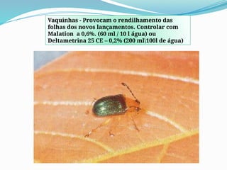 Vaquinhas - Provocam o rendilhamento das
folhas dos novos lançamentos. Controlar com
Malation a 0,6%. (60 ml / 10 l água) ou
Deltametrina 25 CE – 0,2% (200 ml100l de água)
 