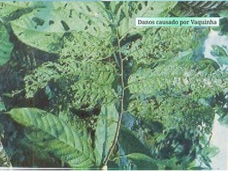 Danos causado por Vaquinha
 