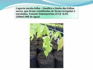 Lagarta enrola-folha – Danifica o limbo das folhas
novas, que ficam rendilhadas de forma irregular e
enroladas. Contole Deltametrina 25 CE -0,2%
(200ml100l de água)
 