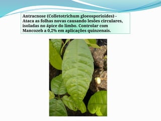 Antracnose (Colletotrichum gloeosporioides) -
Ataca as folhas novas causando lesões circulares,
isoladas no ápice do limbo. Controlar com
Mancozeb a 0,2% em aplicações quinzenais.
 