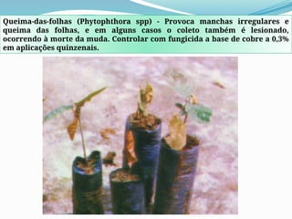 Queima-das-folhas (Phytophthora spp) - Provoca manchas irregulares e
queima das folhas, e em alguns casos o coleto também é lesionado,
ocorrendo à morte da muda. Controlar com fungicida a base de cobre a 0,3%
em aplicações quinzenais.
 