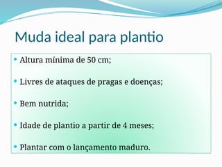 Muda ideal para plantio
 Altura mínima de 50 cm;
 Livres de ataques de pragas e doenças;
 Bem nutrida;
 Idade de plantio a partir de 4 meses;
 Plantar com o lançamento maduro.
 
