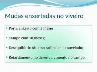Mudas enxertadas no viveiro
 Porta enxerto com 5 meses;
 Campo com 10 meses;
 Desequilíbrio sistema radicular – enovelado;
 Retardamento no desenvolvimento no campo.
 