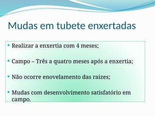 Mudas em tubete enxertadas
 Realizar a enxertia com 4 meses;
 Campo – Três a quatro meses após a enxertia;
 Não ocorre enovelamento das raizes;
 Mudas com desenvolvimento satisfatório em
campo.
 