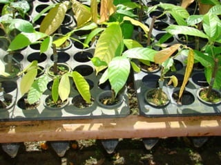 Produção de Mudas de cacau- enxertia e clonagem