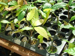 Produção de Mudas de cacau- enxertia e clonagem