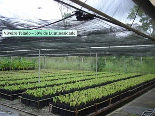 Viveiro Telado – 50% de Luminosidade
 