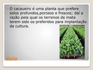 Solo
 O cacaueiro é uma planta que prefere
solos profundos,porosos e frescos; daí a
razão pela qual os terrenos de mata
terem sido os preferidos para implantação
da cultura.
 