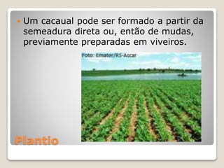 Plantio
 Um cacaual pode ser formado a partir da
semeadura direta ou, então de mudas,
previamente preparadas em viveiros.
 