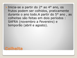 Colheita
 Inicia-se a partir do 2° ao 4° ano, os
frutos podem ser colhidos, praticamente
durante o ano todo.A partir do 5° ano , as
colheitas são feitas em dois períodos :
SAFRA (novembro a Fevereiro) e
temporão (abril e agosto).
 