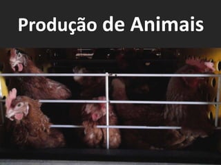 Produção de Animais
 