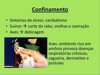 Confinamento
• Sintomas de stress: canibalismo
• Suínos  corte do rabo, orelhas e castração
• Aves  debicagem

                     • Aves: ambiente rico em
                       amônia provoca doenças
                       respiratórias crônicas,
                       cegueira, dermatites e
                       pústulas
 
