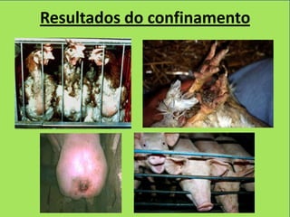 Resultados do confinamento
 