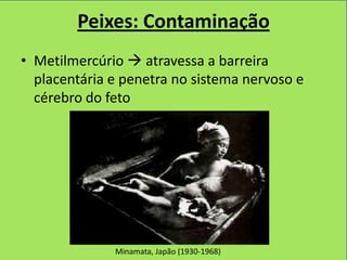 Peixes: Contaminação
• Metilmercúrio  atravessa a barreira
  placentária e penetra no sistema nervoso e
  cérebro do feto




              Minamata, Japão (1930-1968)
 
