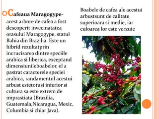 Cafeaua Maragogype-
                                  Boabele de cafea ale acestui
                                  arbustsunt de calitate
 acest arbore de cafea a fost     superioara si medie, iar
 descoperit invecinatatea         culoarea lor este verzuie
 orasului Maragogype, statul
 Bahia din Brazilia. Este un
 hibrid rezultatprin
 incrucisarea dintre speciile
 arabica si liberica, exceptand
 dimensiunileboabelor, el a
 pastrat caracterele speciei
 arabica, randamentul acestui
 arbust estetotusi inferior si
 cultura sa este extrem de
 imprastiata (Brazilia,
 Guatemala,Nicaragua, Mexic,
 Columbia si chiar Java).
 