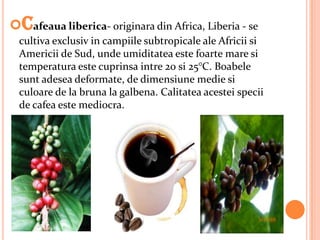 Cafeaua liberica- originara din Africa, Liberia - se
  cultiva exclusiv in campiile subtropicale ale Africii si
  Americii de Sud, unde umiditatea este foarte mare si
  temperatura este cuprinsa intre 20 si 25°C. Boabele
  sunt adesea deformate, de dimensiune medie si
  culoare de la bruna la galbena. Calitatea acestei specii
  de cafea este mediocra.
 