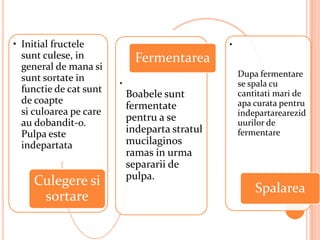 • Initial fructele                              •
  sunt culese, in             Fermentarea
  general de mana si
  sunt sortate in                                   Dupa fermentare
                        •                           se spala cu
  functie de cat sunt       Boabele sunt            cantitati mari de
  de coapte                                         apa curata pentru
                            fermentate
  si culoarea pe care                               indepartarearezid
  au dobandit-o.
                            pentru a se             uurilor de
  Pulpa este                indeparta stratul       fermentare
  indepartata               mucilaginos
                            ramas in urma
                            separarii de
                            pulpa.
    Culegere si
                                                        Spalarea
     sortare
 