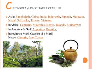 C   ULTIVAREA șI RECOLTAREA CEAIULUI


 Asia: Bangladesh, China, India, Indonezia, Japonia, Malaezia,
  Nepal, Sri Lanka, Taiwan, Vietnam;
 înAfrica: Camerun, Mauritius, Kenya, Ruanda, Zimbabwe;

 în America de Sud: Argentina, Brazilia;

 în regiunea Mării Caspice și a Mării
  Negre: Georgia, Iran, Turcia.
 