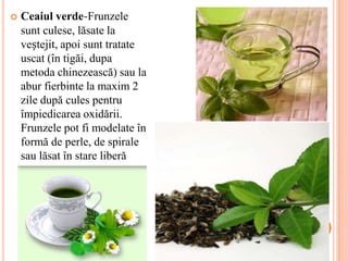    Ceaiul verde-Frunzele
    sunt culese, lăsate la
    veștejit, apoi sunt tratate
    uscat (în tigăi, dupa
    metoda chinezească) sau la
    abur fierbinte la maxim 2
    zile după cules pentru
    împiedicarea oxidării.
    Frunzele pot fi modelate în
    formă de perle, de spirale
    sau lăsat în stare liberă
 