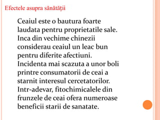 Efectele asupra sănătății

     Ceaiul este o bautura foarte
     laudata pentru proprietatile sale.
     Inca din vechime chinezii
     considerau ceaiul un leac bun
     pentru diferite afectiuni.
     Incidenta mai scazuta a unor boli
     printre consumatorii de ceai a
     starnit interesul cercetatorilor.
     Intr-adevar, fitochimicalele din
     frunzele de ceai ofera numeroase
     beneficii starii de sanatate.
 