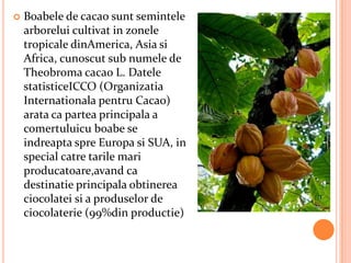    Boabele de cacao sunt semintele
    arborelui cultivat in zonele
    tropicale dinAmerica, Asia si
    Africa, cunoscut sub numele de
    Theobroma cacao L. Datele
    statisticeICCO (Organizatia
    Internationala pentru Cacao)
    arata ca partea principala a
    comertuluicu boabe se
    indreapta spre Europa si SUA, in
    special catre tarile mari
    producatoare,avand ca
    destinatie principala obtinerea
    ciocolatei si a produselor de
    ciocolaterie (99%din productie)
 