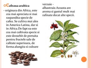 Cafeaua arabica                 verzuie -
                                 albastruie.Aceasta are
- originara din Africa, este     aroma si gustul mult mai
   cea mai apreciata si mai      rafinate decat alte specii.
   raspandita specie de
   cafea. Se cultiva mai ales
   in America Latina, dar si
   in Africa.De fapt ea este
   cea mai cultivata specie si
   este deosebit de pretuita
   pentru fructele sale de
   calitate superioara, de
   forma alungita si culoare
 