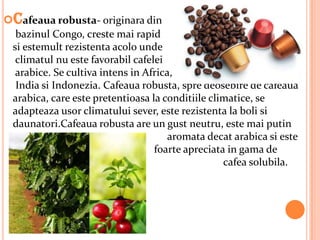 Cafeaua robusta- originara din
  bazinul Congo, creste mai rapid
 si estemult rezistenta acolo unde
  climatul nu este favorabil cafelei
  arabice. Se cultiva intens in Africa,
  India si Indonezia. Cafeaua robusta, spre deosebire de cafeaua
 arabica, care este pretentioasa la conditiile climatice, se
 adapteaza usor climatului sever, este rezistenta la boli si
 daunatori.Cafeaua robusta are un gust neutru, este mai putin
                                      aromata decat arabica si este
                                  foarte apreciata in gama de
                                                  cafea solubila.
 