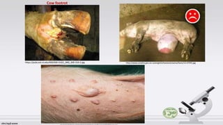 https://pubs.ext.vt.edu/400/400-310/L_IMG_400-310-2.jpg
Cow footrot
http://www.omafra.gov.on.ca/english/livestock/swine/facts/13-075f5.jpg
 