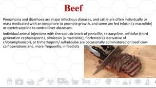 Beef
Pneumonia and diarrhoea are major infectious diseases, and cattle are often individually or
mass medicated with an ionophore to promote growth, and some are fed tylosin (a macrolide)
or oxytetracycline to control liver abscesses.
Individual animal injections with therapeutic levels of penicillin, tetracycline, ceftiofur (third
generation cephalosporin), tilmicosin (a macrolide), florfenicol (a derivative of
chloramphenicol), or trimethoprim/ sulfadoxine are occasionally administered on beef cow-
calf operations and, more frequently, in feedlots
 
