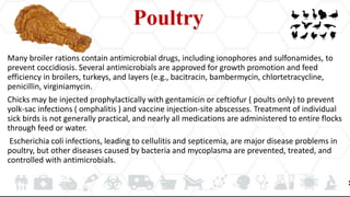 Poultry
Many broiler rations contain antimicrobial drugs, including ionophores and sulfonamides, to
prevent coccidiosis. Several antimicrobials are approved for growth promotion and feed
efficiency in broilers, turkeys, and layers (e.g., bacitracin, bambermycin, chlortetracycline,
penicillin, virginiamycin.
Chicks may be injected prophylactically with gentamicin or ceftiofur ( poults only) to prevent
yolk-sac infections ( omphalitis ) and vaccine injection-site abscesses. Treatment of individual
sick birds is not generally practical, and nearly all medications are administered to entire flocks
through feed or water.
Escherichia coli infections, leading to cellulitis and septicemia, are major disease problems in
poultry, but other diseases caused by bacteria and mycoplasma are prevented, treated, and
controlled with antimicrobials.
 