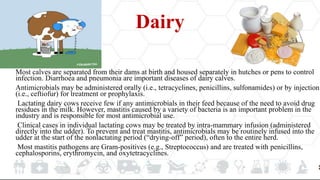 Dairy
Most calves are separated from their dams at birth and housed separately in hutches or pens to control
infection. Diarrhoea and pneumonia are important diseases of dairy calves.
Antimicrobials may be administered orally (i.e., tetracyclines, penicillins, sulfonamides) or by injection
(i.e., ceftiofur) for treatment or prophylaxis.
Lactating dairy cows receive few if any antimicrobials in their feed because of the need to avoid drug
residues in the milk. However, mastitis caused by a variety of bacteria is an important problem in the
industry and is responsible for most antimicrobial use.
Clinical cases in individual lactating cows may be treated by intra-mammary infusion (administered
directly into the udder). To prevent and treat mastitis, antimicrobials may be routinely infused into the
udder at the start of the nonlactating period (“drying-off” period), often to the entire herd.
Most mastitis pathogens are Gram-positives (e.g., Streptococcus) and are treated with penicillins,
cephalosporins, erythromycin, and oxytetracyclines.
 