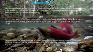 • Not only residues of antibiotics remain in fish products, but the antibiotics used in fish feed can remain
in the aquatic environment for an extensive period of time, through excretion, exerting selective pressure
and spreading rapidly through water systems.
• Indeed, some suggest 70-80 percent of antibiotics given to fish are excreted into water. There are
regulatory controls around maximum residue levels in place in some regions already, for example
Europe.
• Use of antibiotics in aquaculture and its impact on the environment is a growing concern amongst
scientists, yet quantifying the amount of use and how much is being disseminated into the environment is
very difficult.
Aquaculture
 
