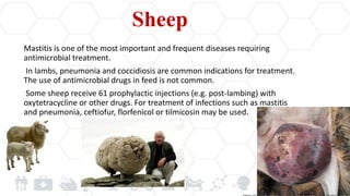 Sheep
Мastitis is one of the most important and frequent diseases requiring
antimicrobial treatment.
In lambs, pneumonia and coccidiosis are common indications for treatment.
The use of antimicrobial drugs in feed is not common.
Some sheep receive 61 prophylactic injections (e.g. post-lambing) with
oxytetracycline or other drugs. For treatment of infections such as mastitis
and pneumonia, ceftiofur, florfenicol or tilmicosin may be used.
 