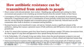 How antibiotic resistance can be
transmitted from animals to people
• Direct contact with infected animals: farm workers : Handling pigs and poultry and working in a farm
environment puts people at risk of picking up resistant bacteria from the animals’ bodies or their faeces.
• Consumption of food contaminated with resistant bacteria (for example, the potentially food-poisoning
Salmonella, Campylobacter and E coli ) Contamination of meat generally results from faecal material getting
onto the carcase during the slaughter and evisceration process (guts are removed). Infected meat can also
contaminate other foods in domestic or restaurant/catering kitchens.
• Resistant bacteria can be transferred in water, soil and air. Animals excrete a significant amount of the
antibiotics, making their manure a potential source of both antibiotics and AR bacteria which can enter soil and
groundwater.
• In the US, tetracycline-resistance genes have been found in groundwater samples 250 metres downstream from
the slurry lagoon of a pig farm and appeared to have spread among the local soil microbes.
• In the Netherlands, 14% of people living near turkey farms where the growth-promoter avoparcin was used
were found to carry enterococcal bacteria resistant to vancomycin, a closely related and important human drug.
• Enterococcal bacteria resistant to three important types of drugs used to treat people (all of which are used in
poultry production) have been found on the surfaces of cars driving behind a poultry transport truck and in the
air inside the car. http://www.fao.org/fileadmin/user_upload/animalwelfare/antibiotics_in_animal_farming.pdf
 