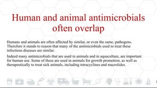 Human and animal antimicrobials
often overlap
Humans and animals are often affected by similar, or even the same, pathogens.
Therefore it stands to reason that many of the antimicrobials used to treat these
infectious diseases are similar.
Indeed many antimicrobials that are used in animals and in aquaculture, are important
for human use. Some of these are used in animals for growth promotion, as well as
therapeutically to treat sick animals, including tetracyclines and macrolides.
 