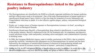 Resistance to fluoroquinolones linked to the global
poultry industry
• The fluoroquinolones are classified by the WHO as critically important antibiotics for human medicine,
and their effectiveness needs to be protected . One of the main fluoroquinolones in human medicine is
ciprofloxacin (brand name Cipro), which is a first line drug for treatment of severe Salmonella and
Campylobacter infections in adults. It is also effective against plague, anthrax, and potential biological
weapons.
• Poultry are ‘a major source of human exposure to fluoroquinolone resistance via food’, according to
EFSA’s Panel on Biological Hazards.
• Enrofloxacin (brand name Baytril), a fluoroquinolone drug related to ciprofloxacin, is used worldwide
in the poultry industry. Baytril is authorised in the UK for treatment only, for respiratory and digestive
system infections in pigs, cattle and poultry, including calves and piglets, and is administered to poultry
in drinking water.
• In 2006, the European Medicines Agency came to similar conclusions to the FDA’s: that in countries
around the world the ‘introduction and subsequent use [of fluoroquinolones for animal use] has been
followed by the emergence of antimicrobial resistance in bacteria of food-producing animals and
subsequently spread of resistant zoonotic bacteria to humans’, particularly Campylobacters.
• Unlike the US, the EU still permits the use of enrofloxacin in poultry production. As noted above, the
use of fluoroquinolones may well also be increasing the spread of MRSA in farm animals.
 